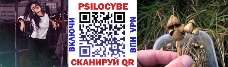 Псилоцибиновые грибы Psilocybe  маркетплейс какой сайт  Ардон 
